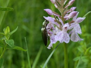 beskid wyspowy 42 (1)